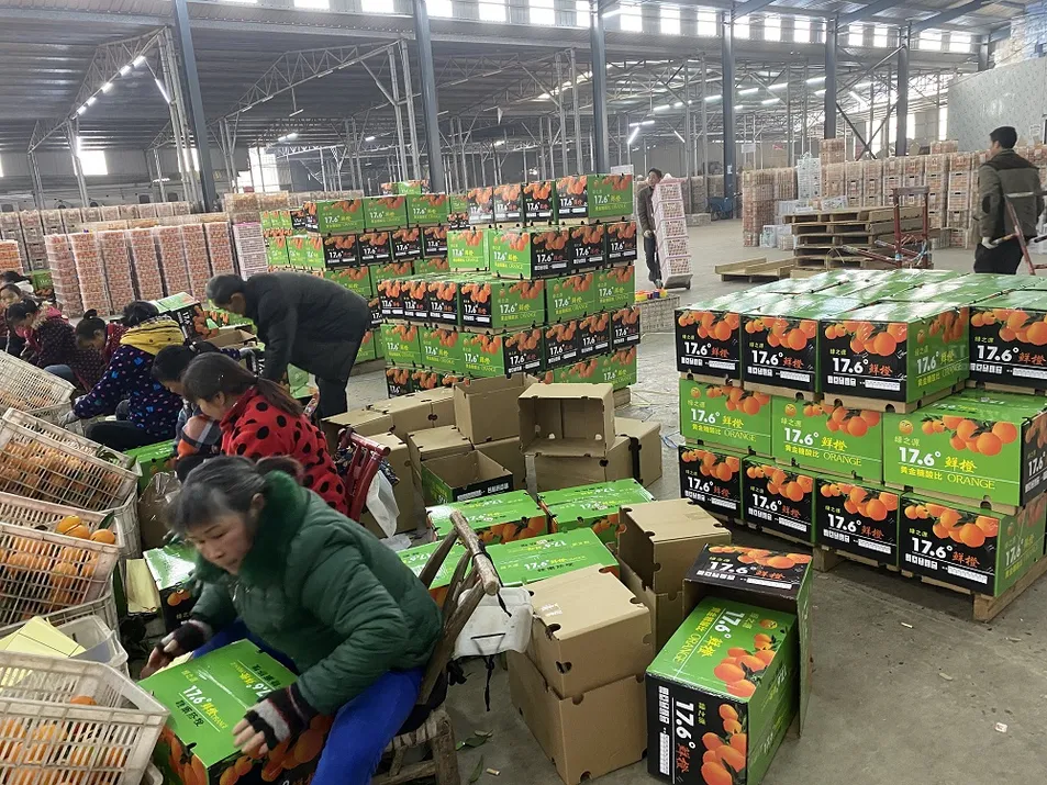 New Crop Navel Orange Super Quality