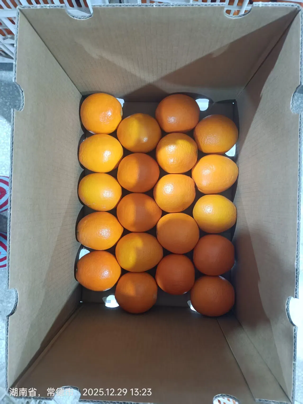 New Crop Navel Orange Super Quality