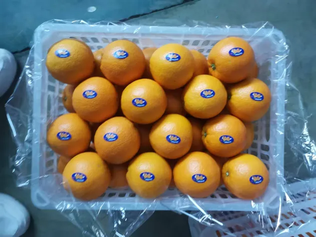New Crop Navel Orange Super Quality