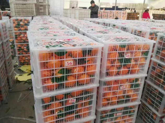 New Crop Navel Orange Super Quality