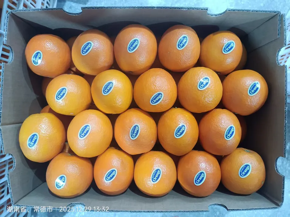 New Crop Navel Orange Super Quality