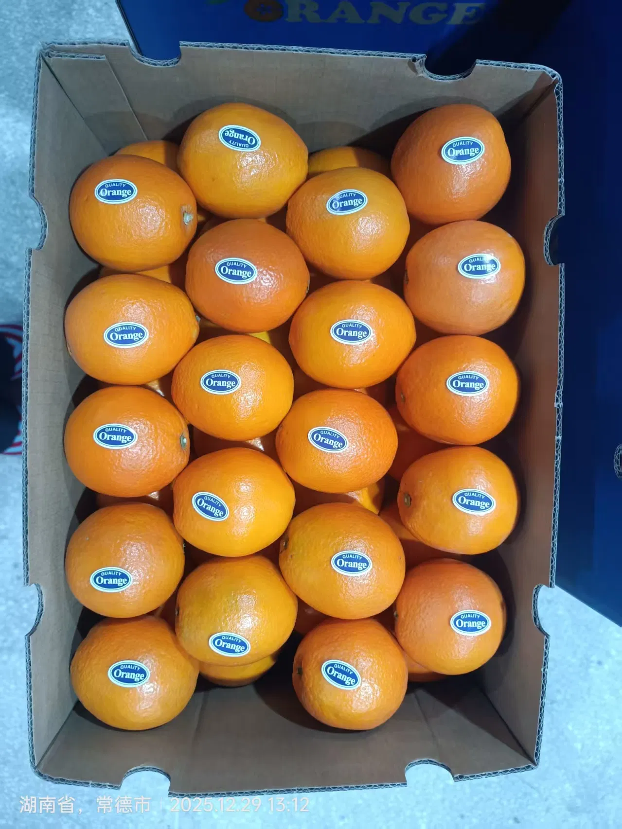 New Crop Navel Orange Super Quality