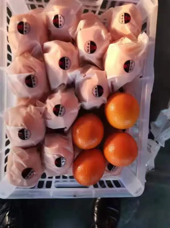 New Crop Navel Orange Super Quality