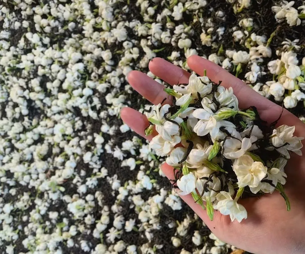 Chinese Factory Original Jasmine Pearl Tea Organic Private Label Service