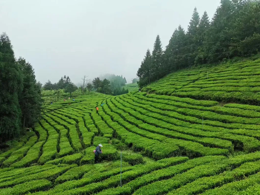 Chinese Factory Original Jasmine Pearl Tea Organic Private Label Service