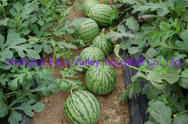 Hybrid F1 Yellow Flesh Watermelon Seeds for Growing-Yellow Cream
