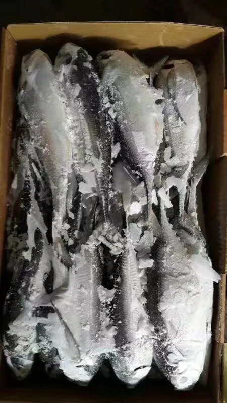 Big Size Hardtail Scad Fish for Sale