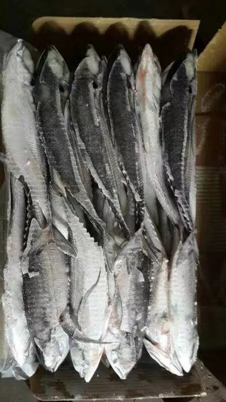 Big Size Hardtail Scad Fish for Sale