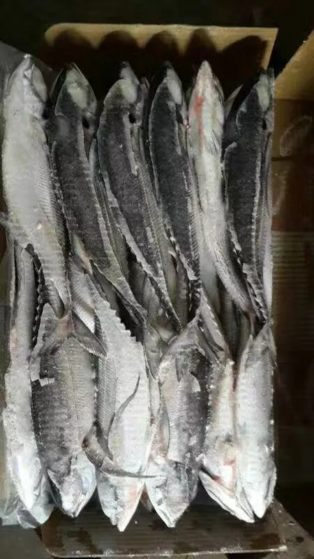 Big Size Hardtail Scad Fish for Sale