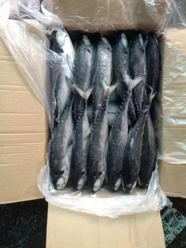 Big Size Hardtail Scad Fish for Sale