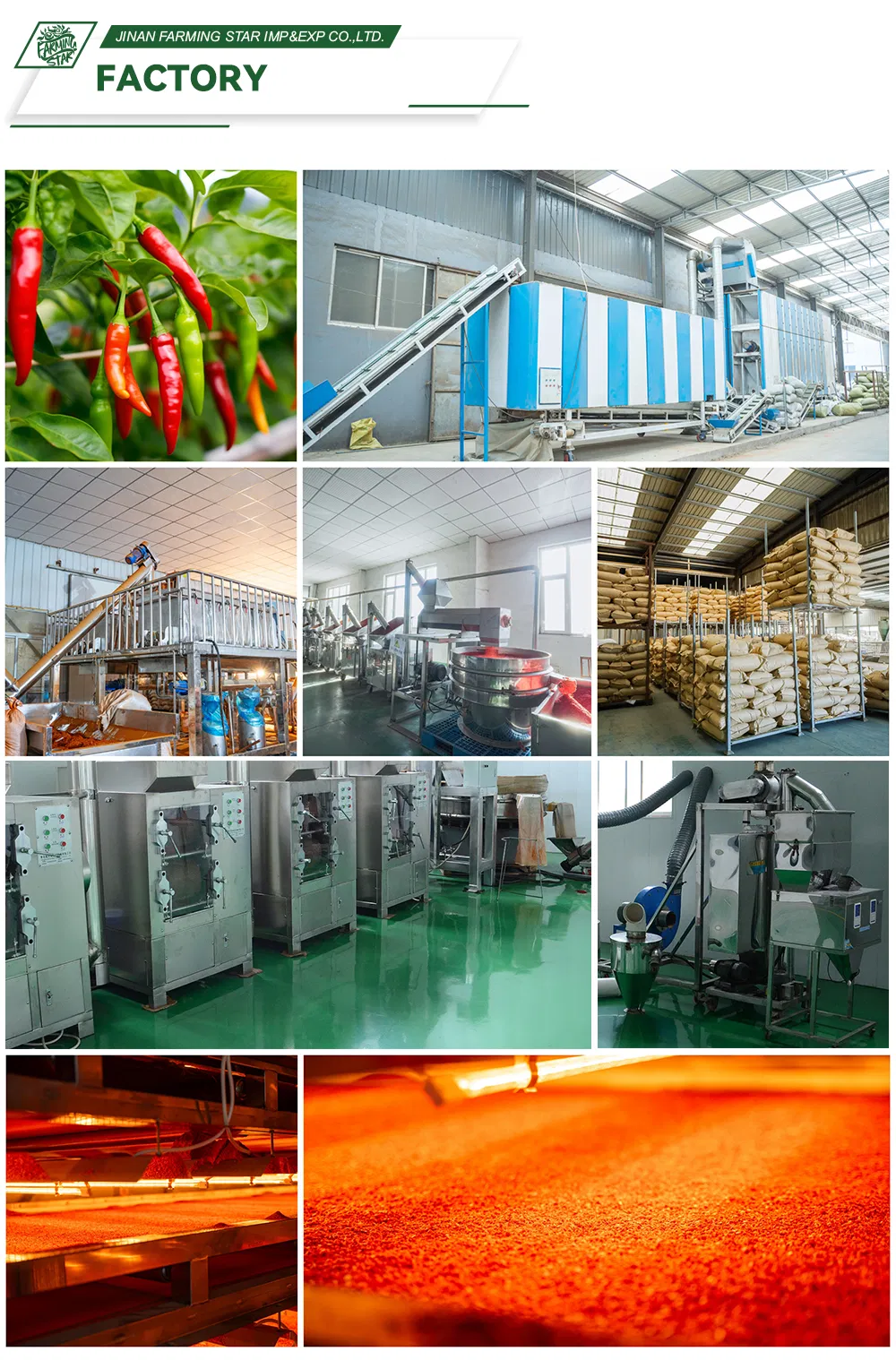 Specialized Chilli Paprika Pepper Factory Export Sweet Paprika and Hot Chilli Seeds Sweet Pepper Capsicum