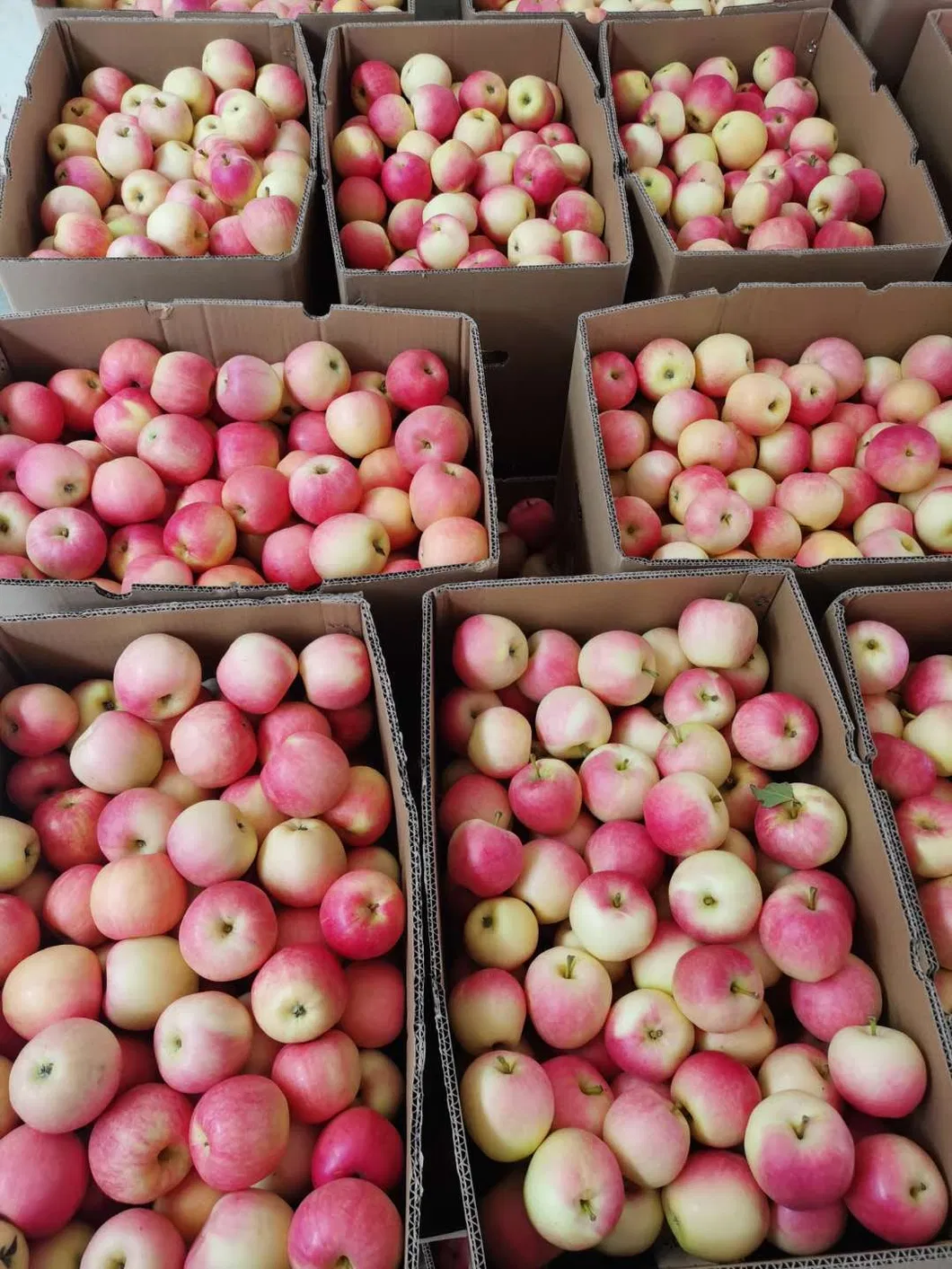 2025 Fresh Apple Red Gala