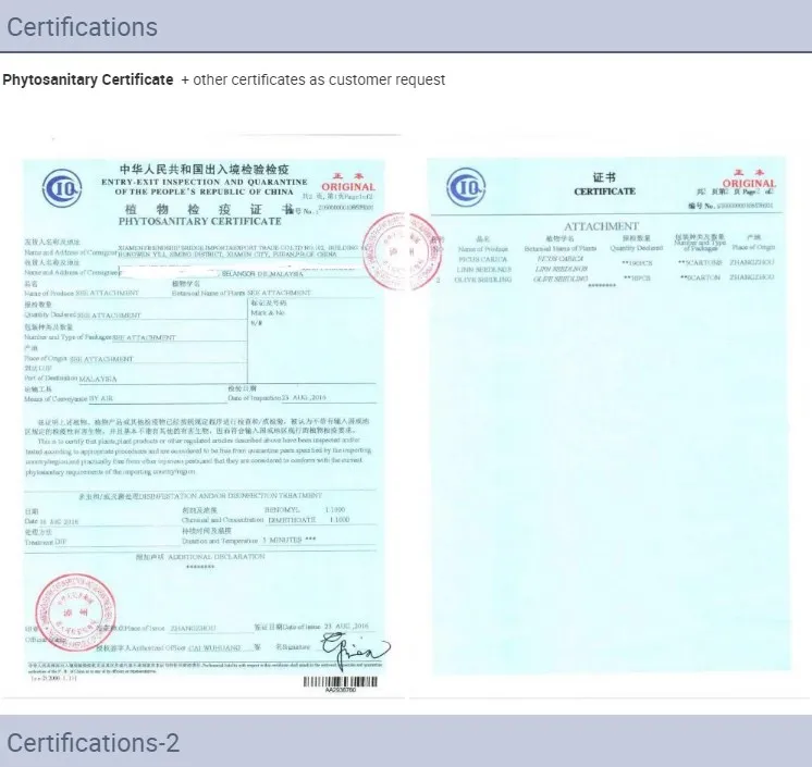 Wholesale Pteris Ensiformis Fern Tray/Plug Seedling All Kinds of Fern for Sale