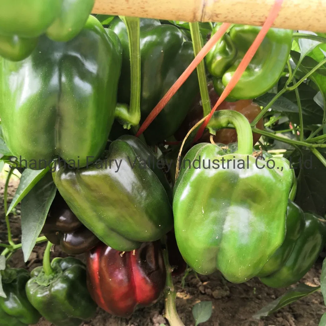Hybrid F1 Green Sweet Pepper Seeds Bell Pepper Seeds for Growing-Spring Dawn