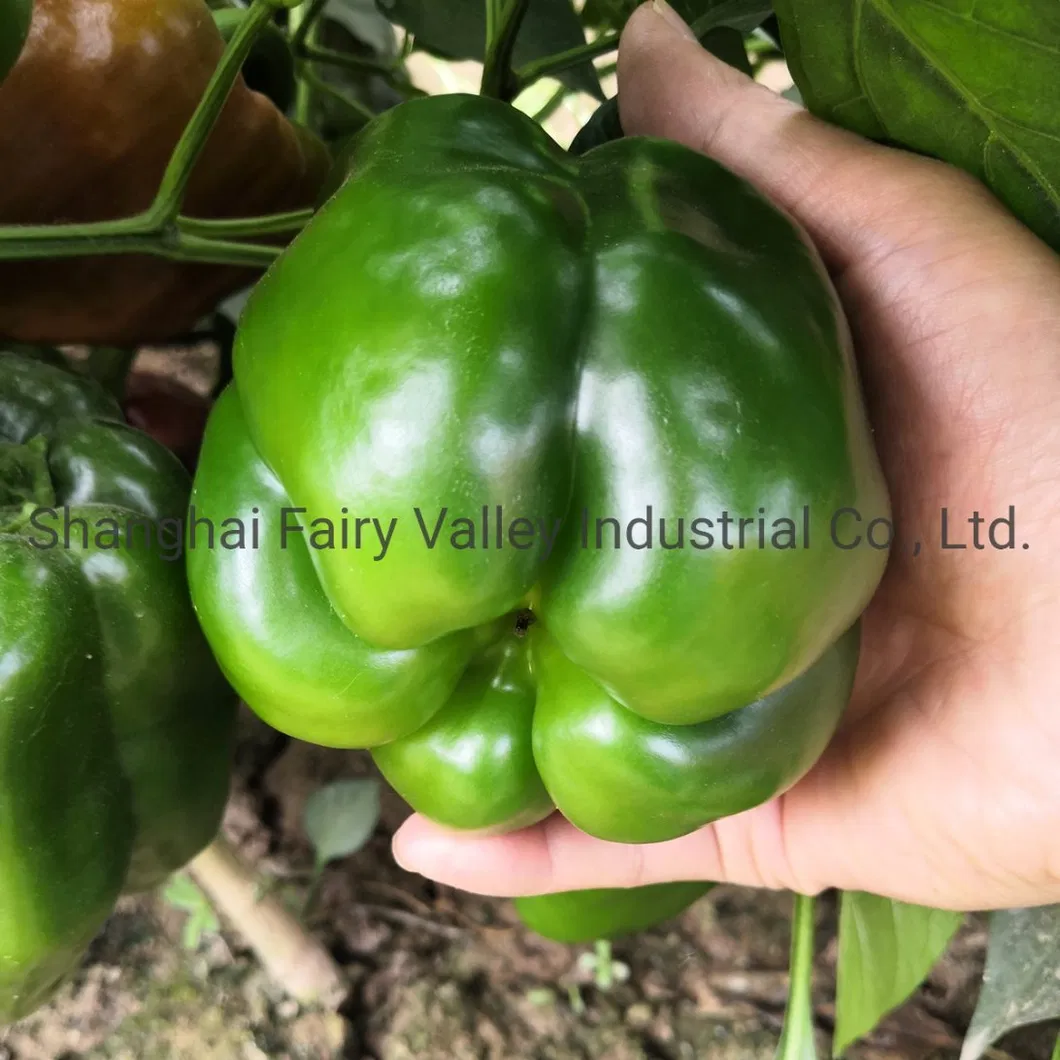 Hybrid F1 Green Sweet Pepper Seeds Bell Pepper Seeds for Growing-Spring Dawn