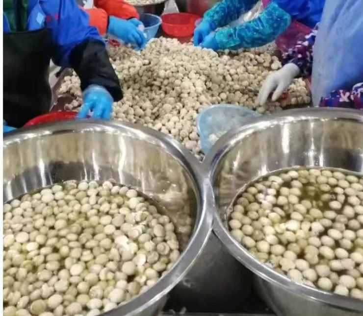 High Quality Canned Mushrooms Good Price China Manufacturer's Canned Vegetables