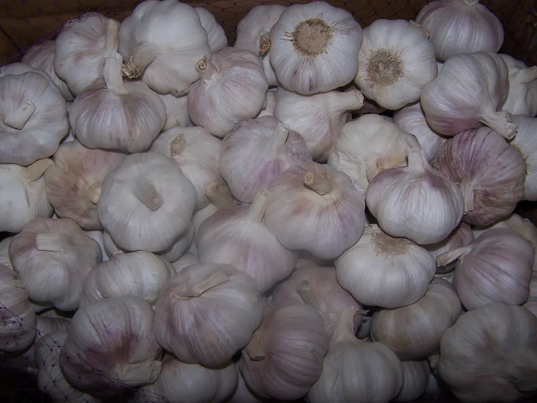 New Crop Good Quality Chinese Fresh White Garlic