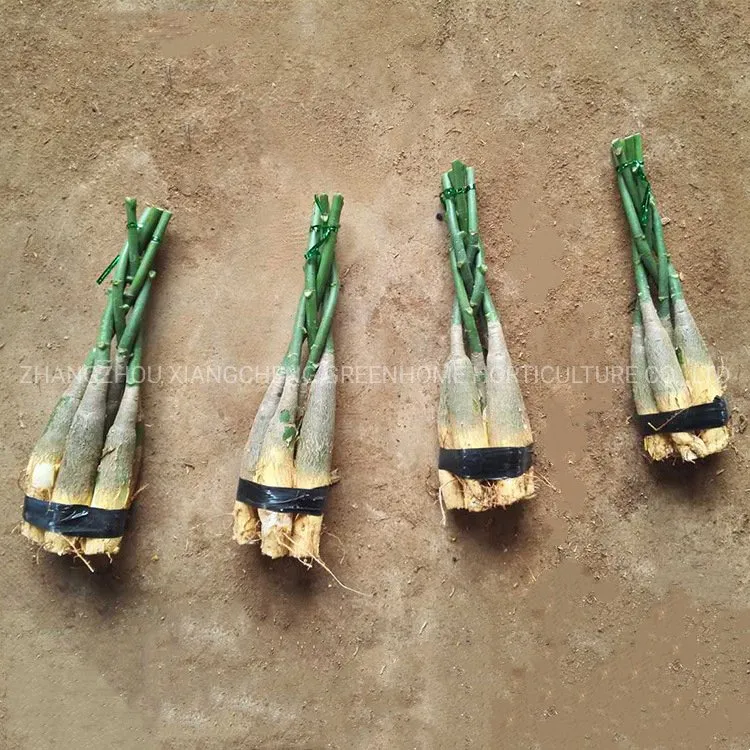 Five-Braided Pachira Macrocarpa (Money Tree)