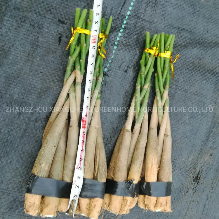 Five-Braided Pachira Macrocarpa (Money Tree)