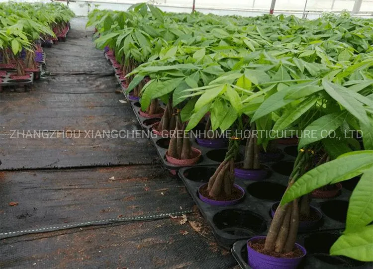 Five-Braided Pachira Macrocarpa (Money Tree)