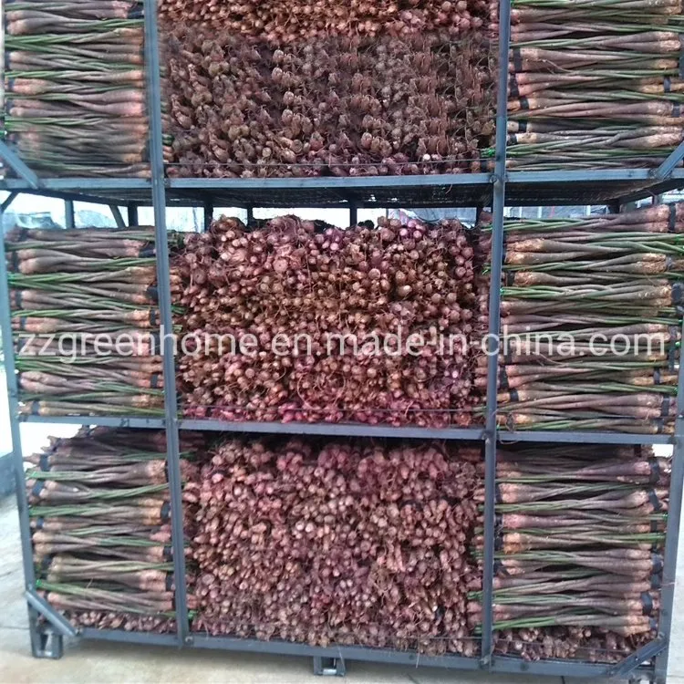 Five-Braided Pachira Macrocarpa (Money Tree)