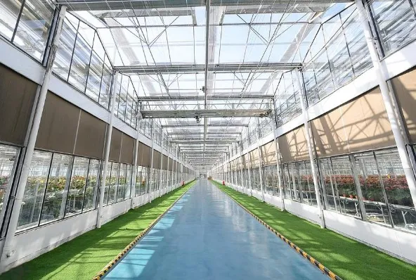 High-Quality Oval Shape Hybrid Tomato Seeds