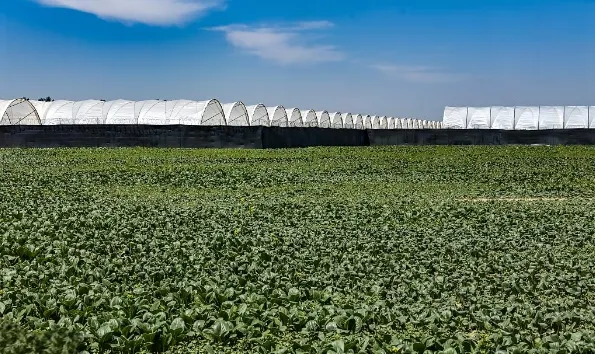 High-Quality Oval Shape Hybrid Tomato Seeds