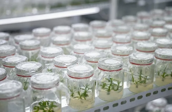 High-Quality Oval Shape Hybrid Tomato Seeds