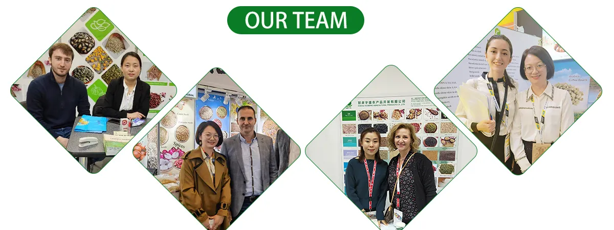 Wholesale High Quality Arabica Coffee Beans Green Coffee Beans From China