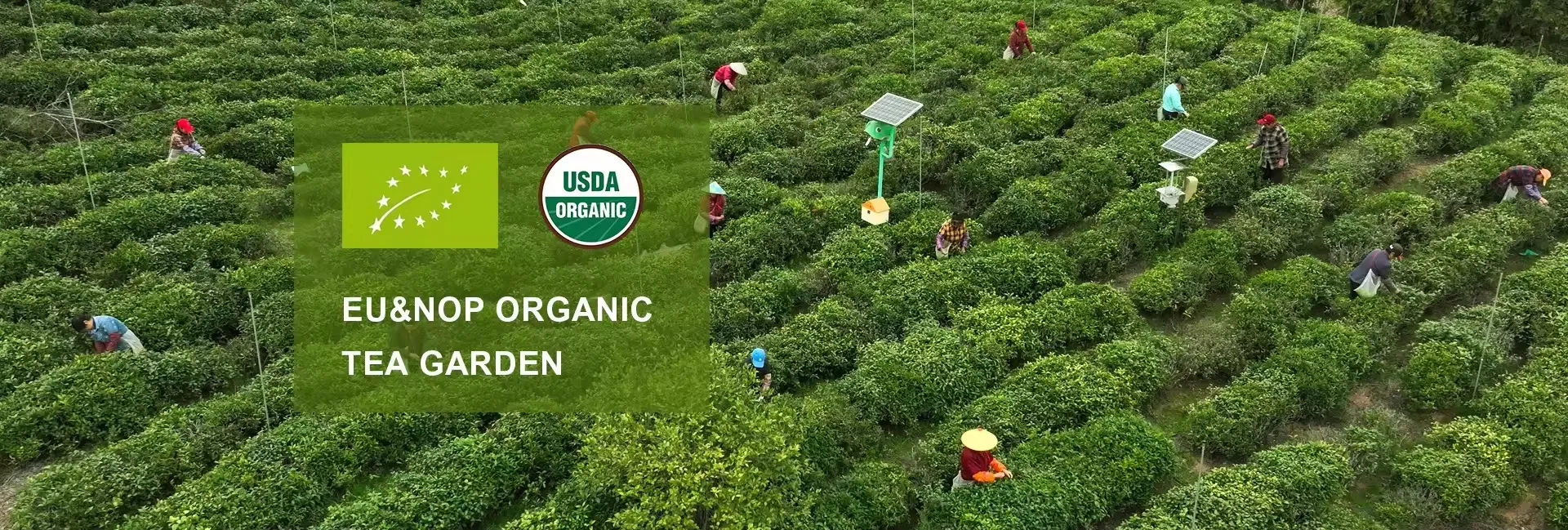 1154 1254 1265 Organic Keemun Black Tea From Anhui Qimen Natural Tea