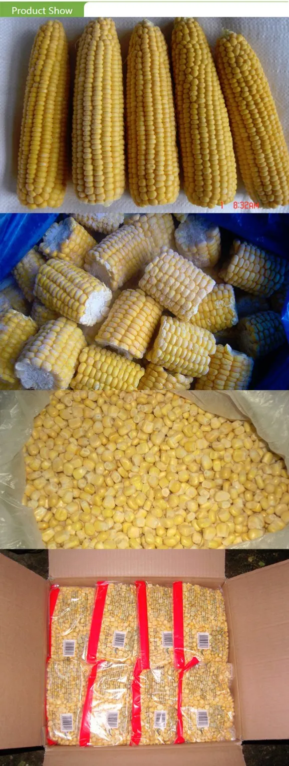 Freshly Harvested IQF Frozen Sweet Corn Cobs - Sourced From China