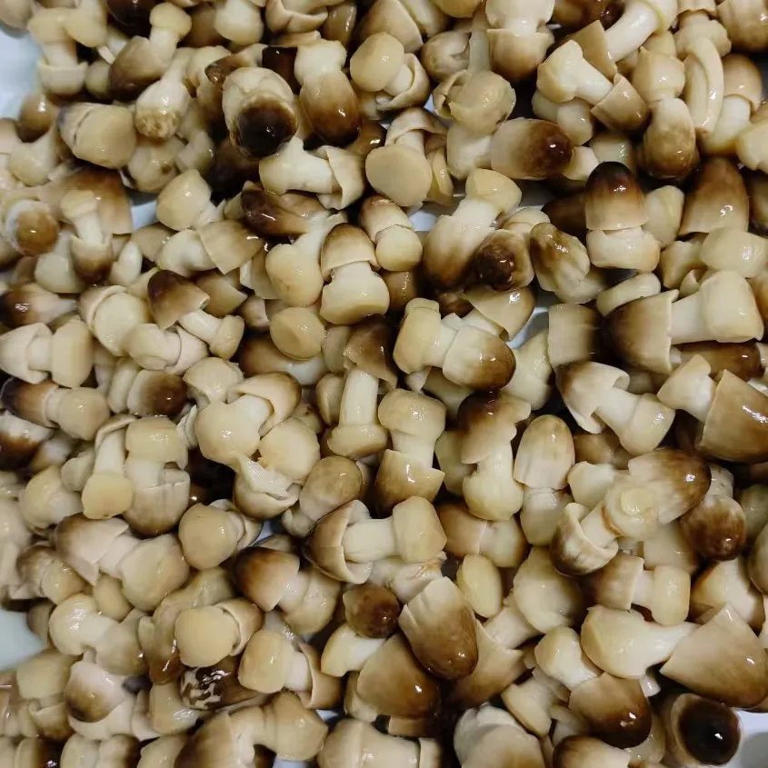 Eco-Friendly Standardized Steamed Canned Straw Mushroom for Fast Food Chains