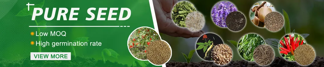 S803 Lolium Multiflorum Perenne Seeds Perennial Ryegrass Seeds