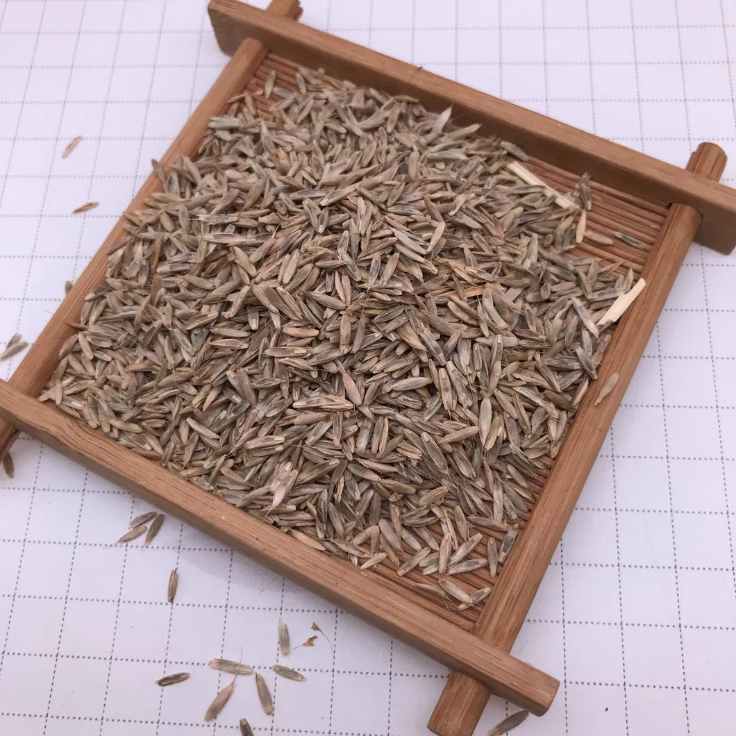 S803 Lolium Multiflorum Perenne Seeds Perennial Ryegrass Seeds
