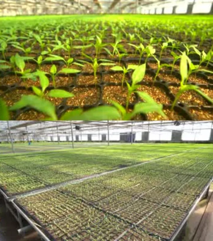 S803 Lolium Multiflorum Perenne Seeds Perennial Ryegrass Seeds