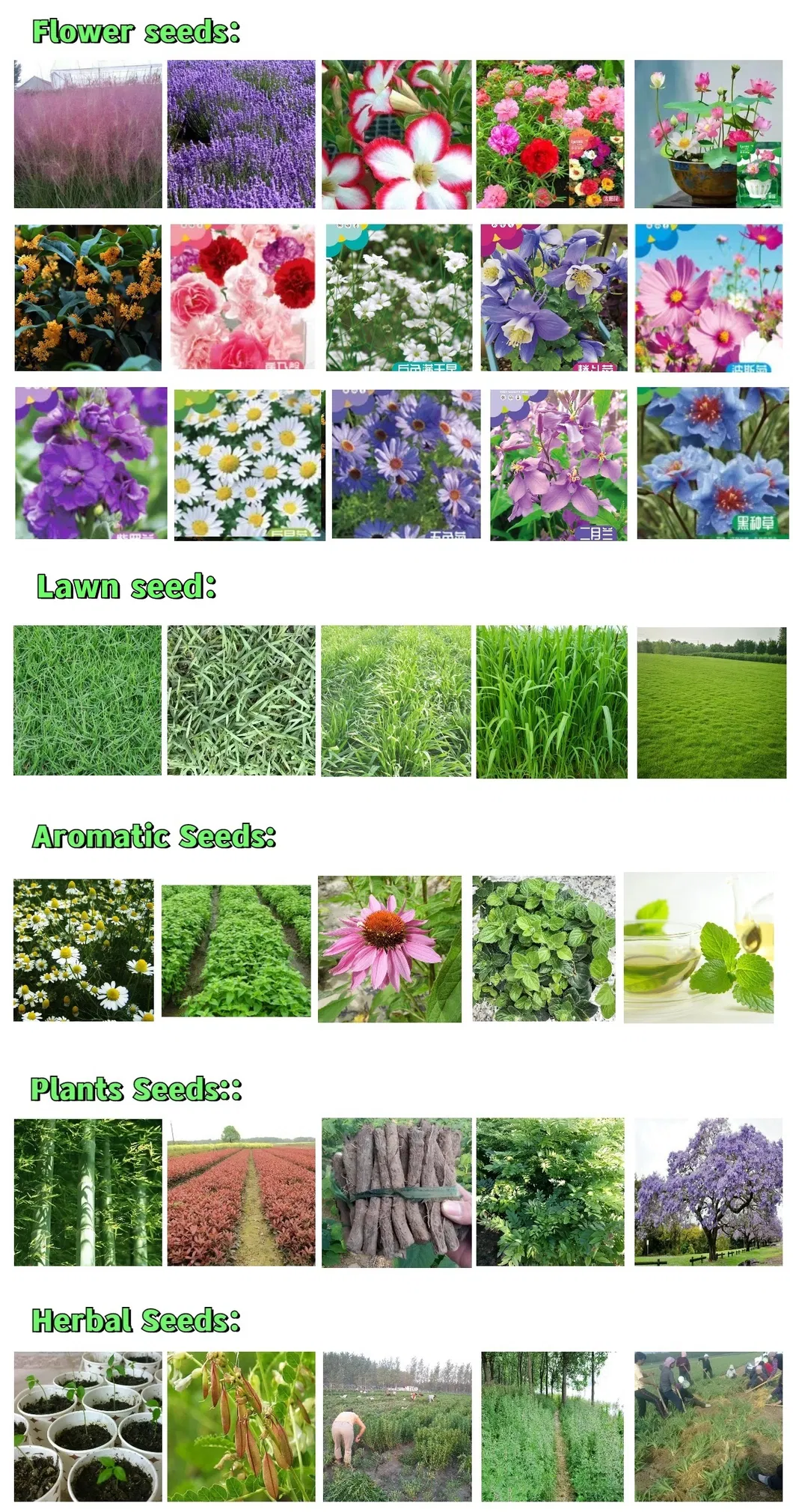 S803 Lolium Multiflorum Perenne Seeds Perennial Ryegrass Seeds