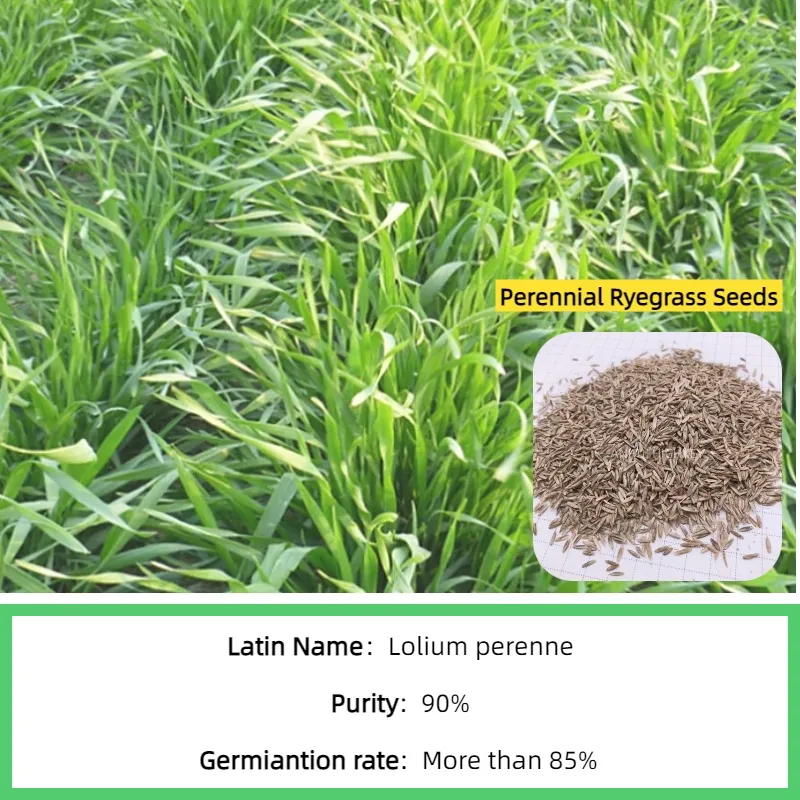S803 Lolium Multiflorum Perenne Seeds Perennial Ryegrass Seeds