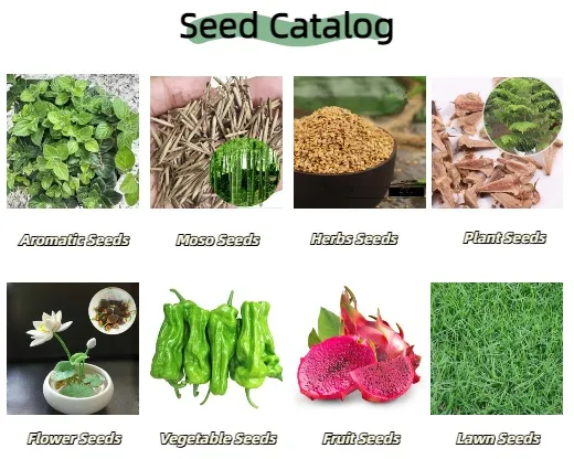 S803 Lolium Multiflorum Perenne Seeds Perennial Ryegrass Seeds