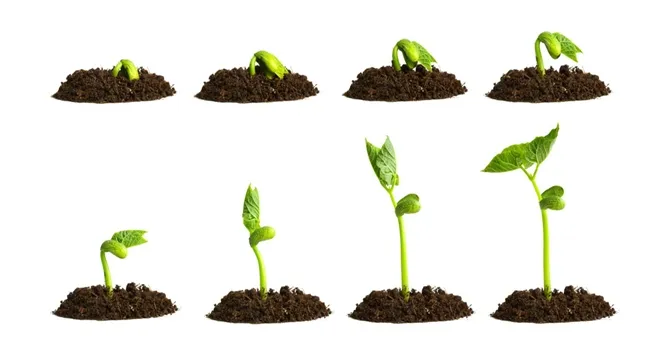 S803 Lolium Multiflorum Perenne Seeds Perennial Ryegrass Seeds