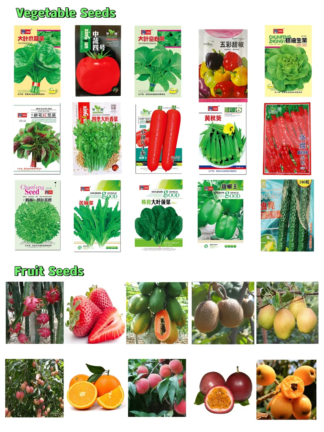 S803 Lolium Multiflorum Perenne Seeds Perennial Ryegrass Seeds