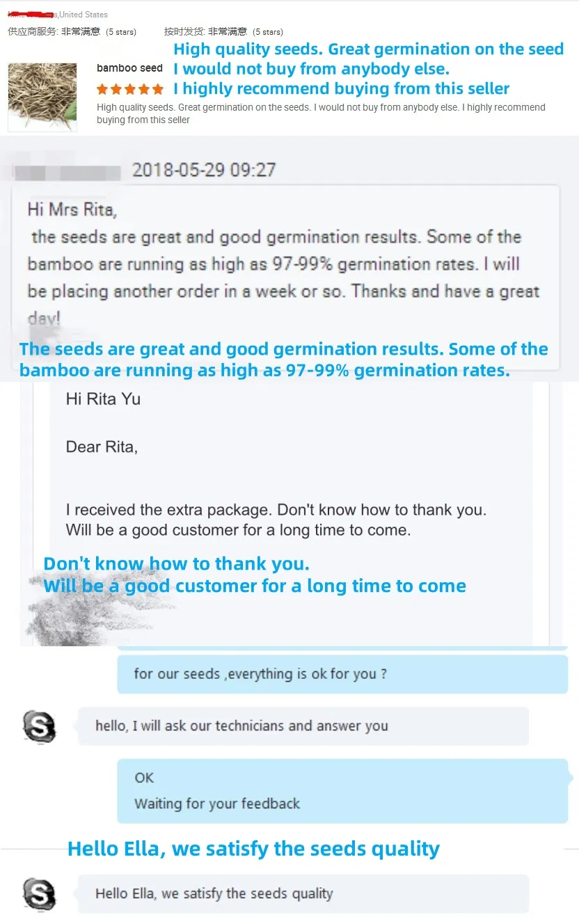 S803 Lolium Multiflorum Perenne Seeds Perennial Ryegrass Seeds