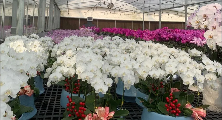 Arch Pipes Plastic Film Agricultural Greenhouse Bestseller