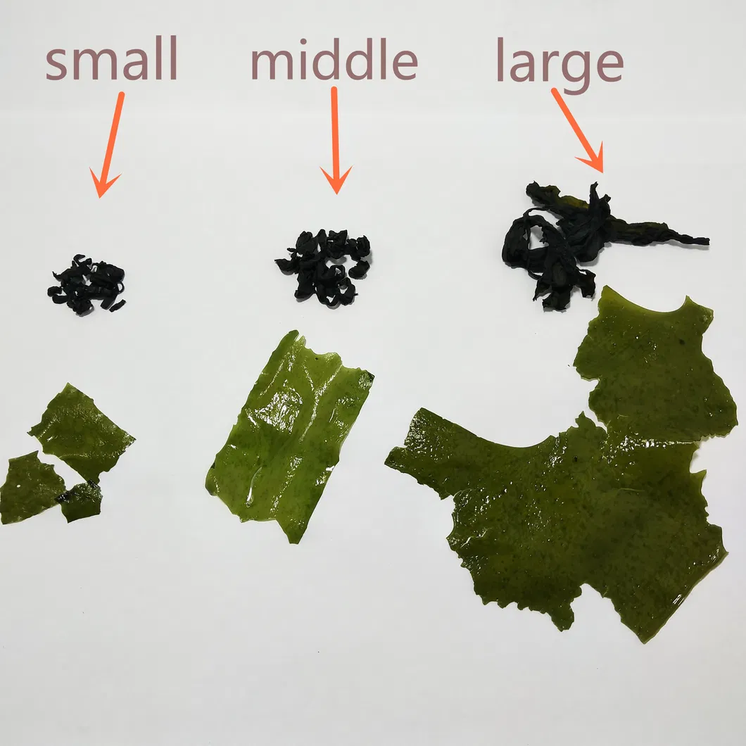 N05 Wholesale Premium Edible Middle Size Dried Undaria Pinnatifida Suringar Wakame Seaweed