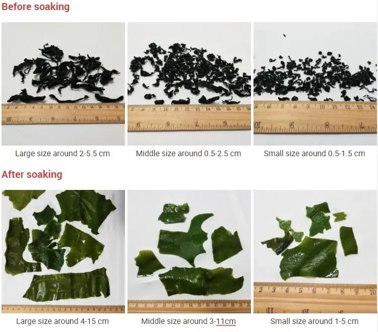 N05 Wholesale Premium Edible Middle Size Dried Undaria Pinnatifida Suringar Wakame Seaweed