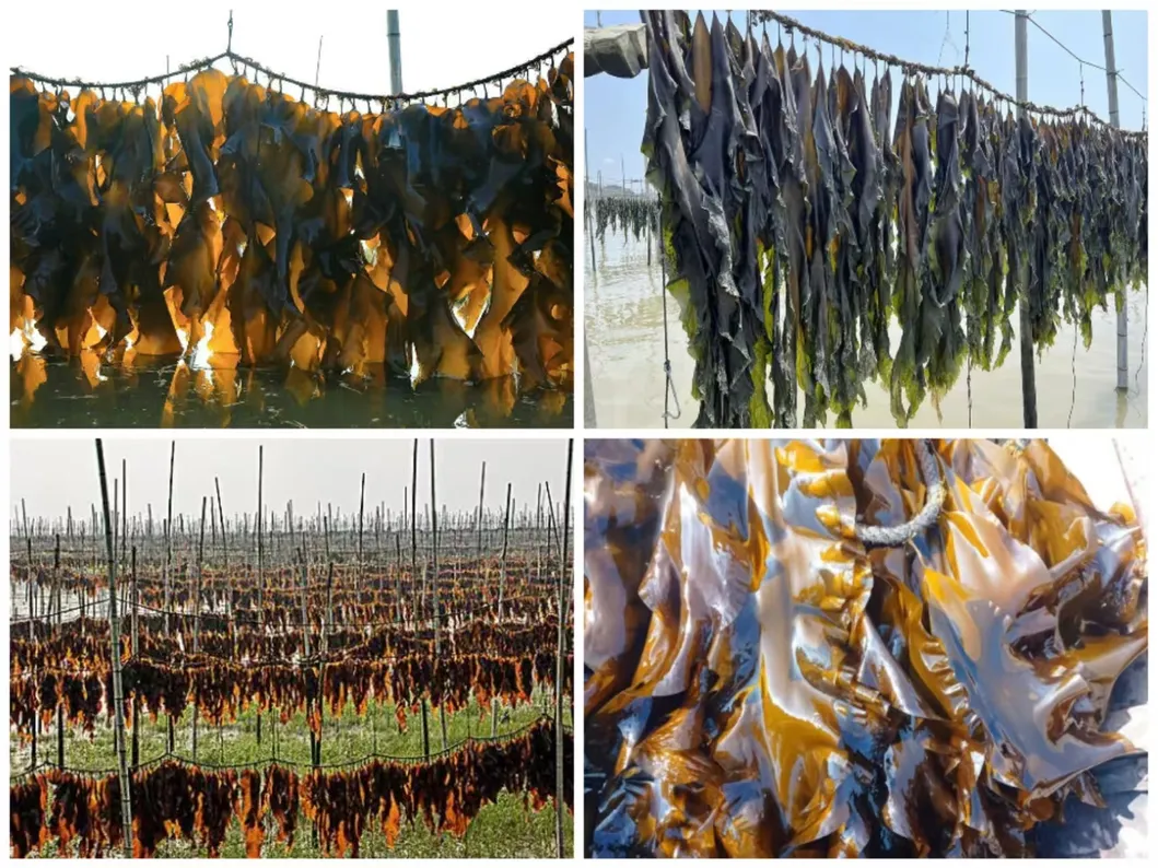 OEM Healthy Food Algae Laminaria Japonica Factory Price Kelp
