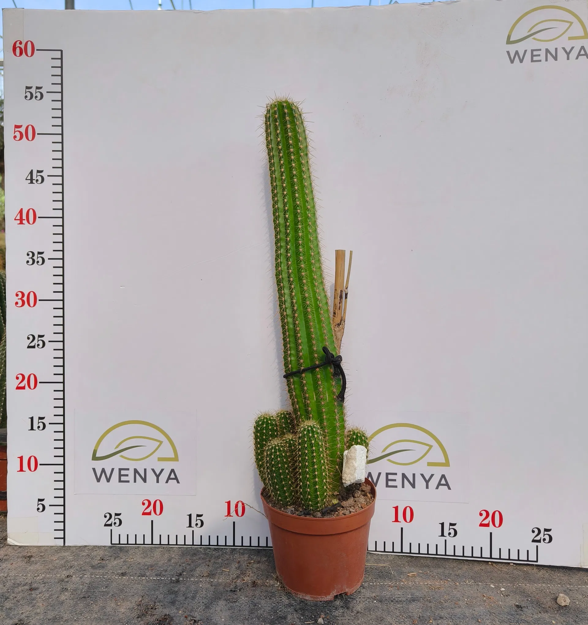 Various Sizes Pilosocereus Machrisii Slim Columnar Cactus Ornamental Live Plant