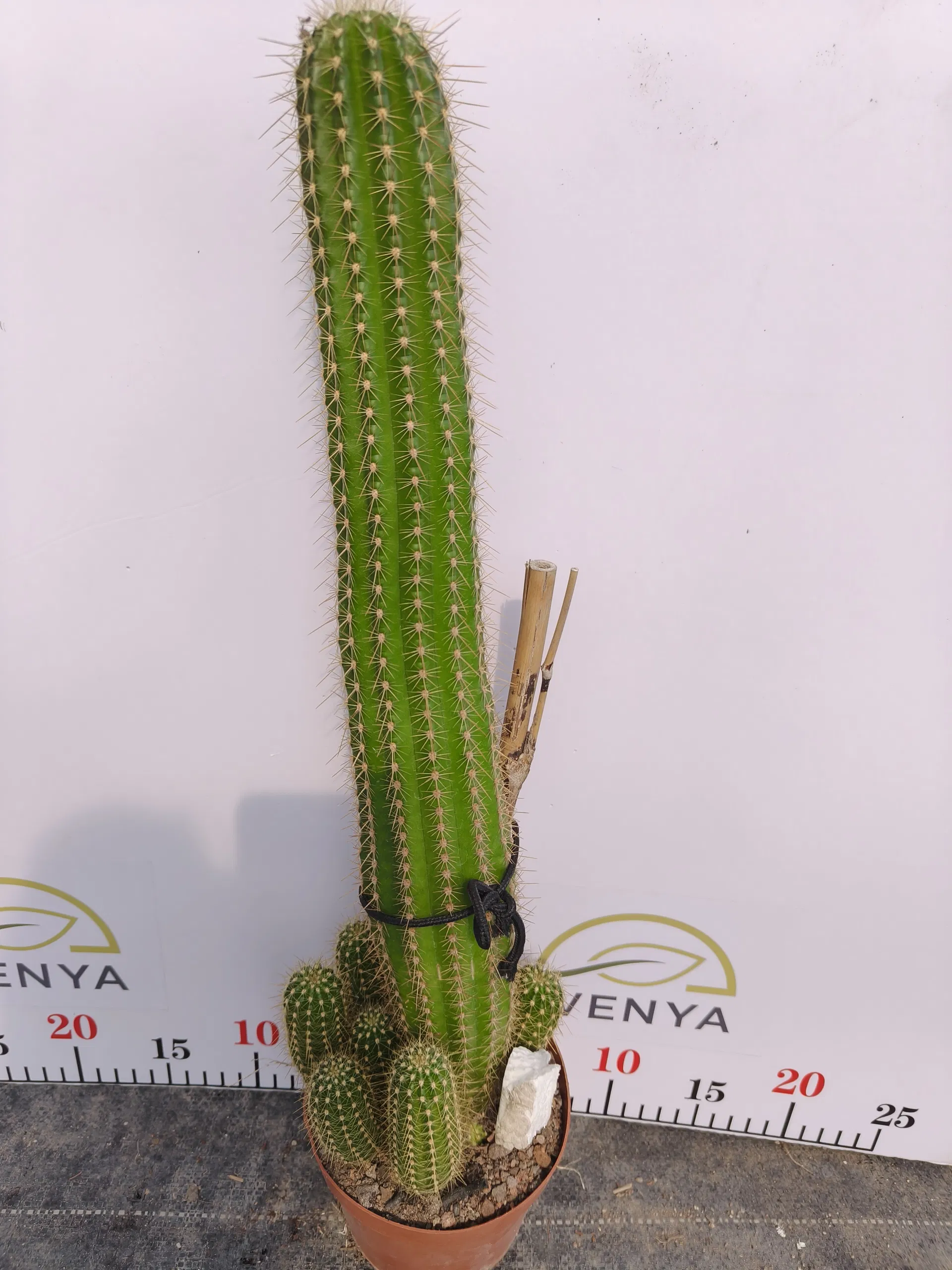 Various Sizes Pilosocereus Machrisii Slim Columnar Cactus Ornamental Live Plant