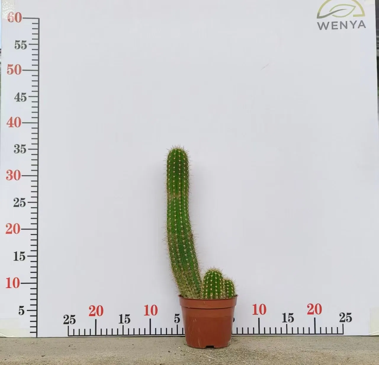Various Sizes Pilosocereus Machrisii Slim Columnar Cactus Ornamental Live Plant