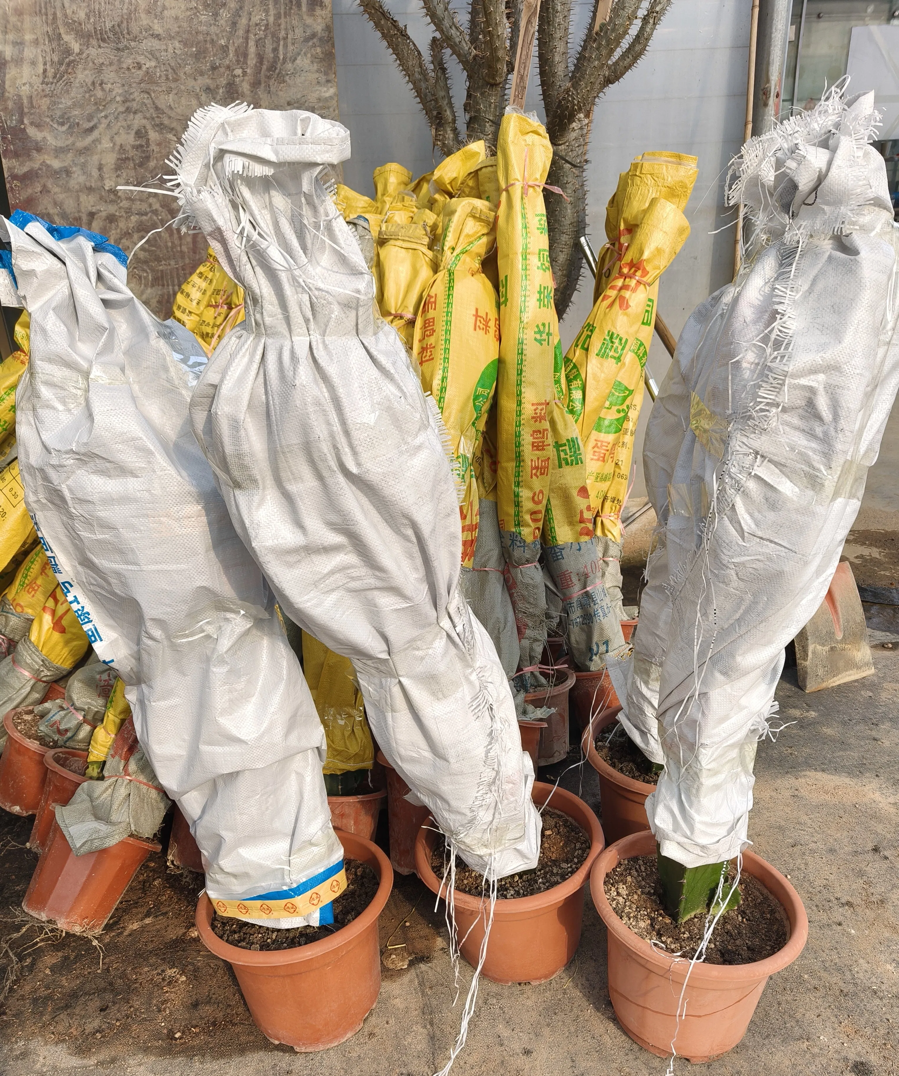 Various Sizes Pilosocereus Machrisii Slim Columnar Cactus Ornamental Live Plant