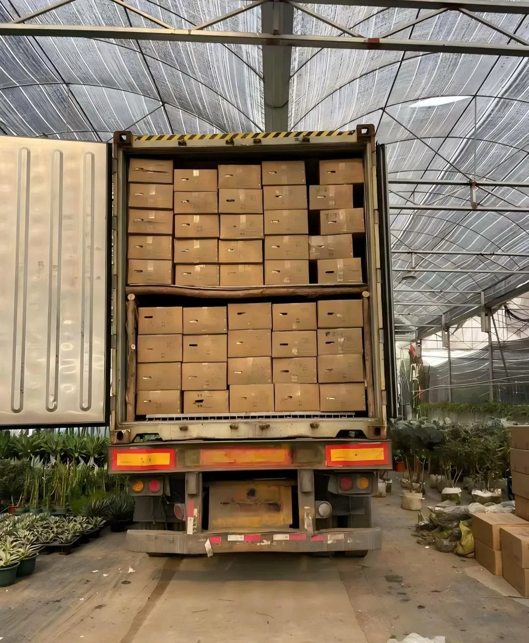 Various Sizes Pilosocereus Machrisii Slim Columnar Cactus Ornamental Live Plant